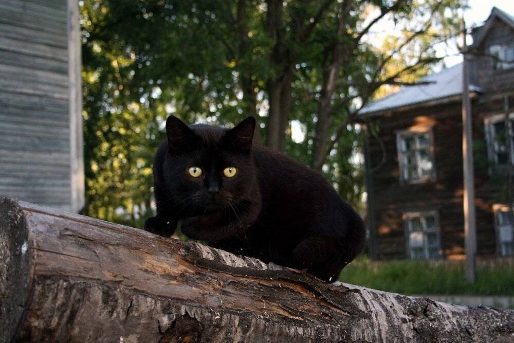 Черные кошка 13. Чёрный кот. Черный кот в деревне. Деревенский кот. Кошка в деревне.