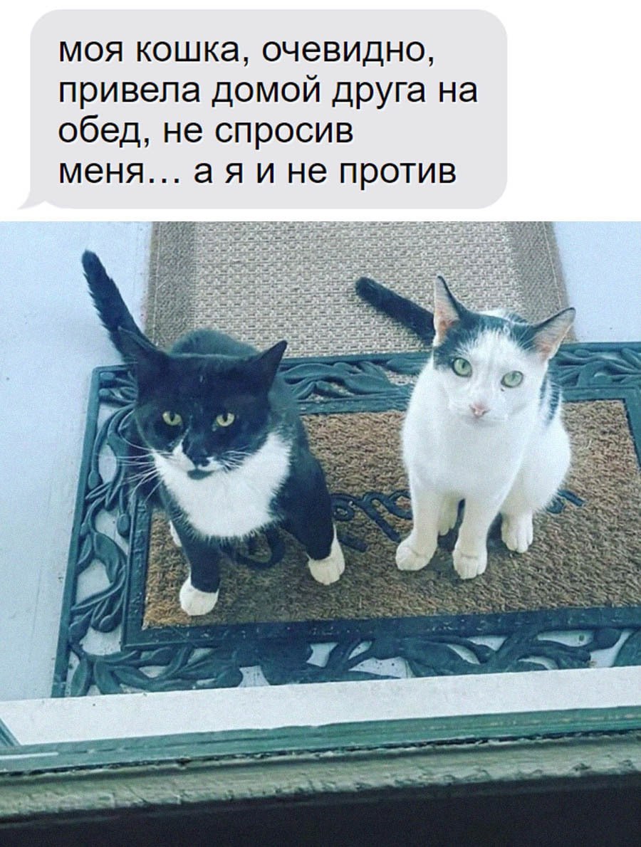 спасительница кошек из видели видео. кот обнимает. кот привел кошку. банда черная кошка кот. кот привел кошку.