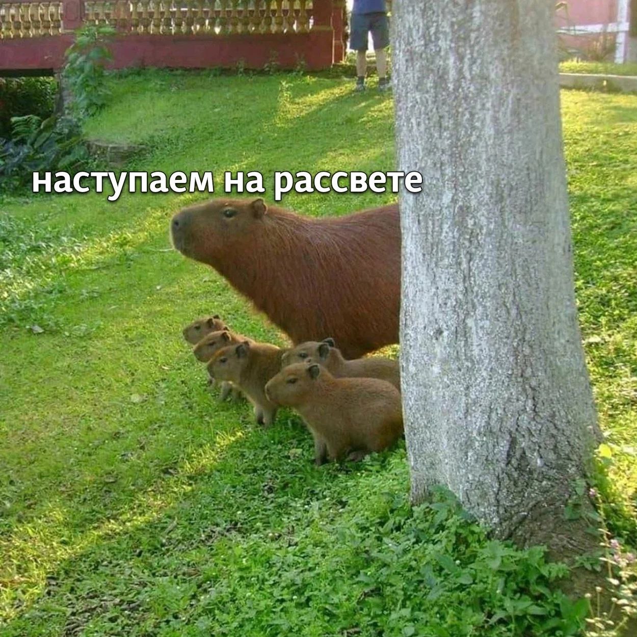 Кафе с капибарами в иваново. Капибара семейство. Семья капибар. Капибара на прогулке. Капибара смешная.