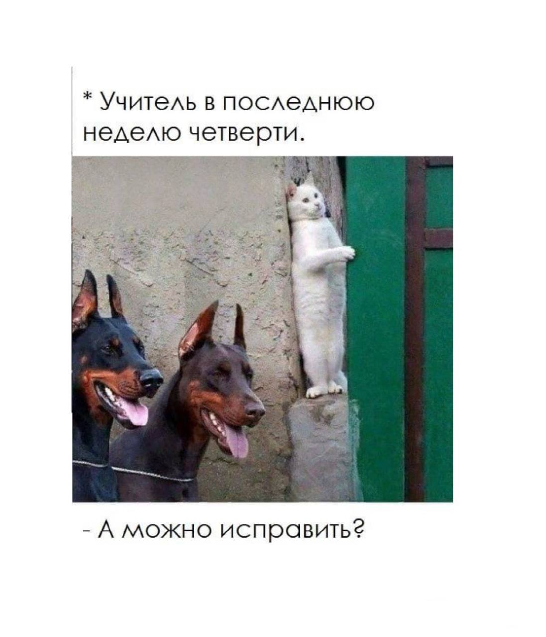 Доберман прикол