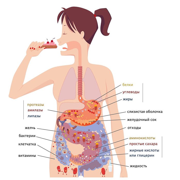 Организм не усваивает пищу