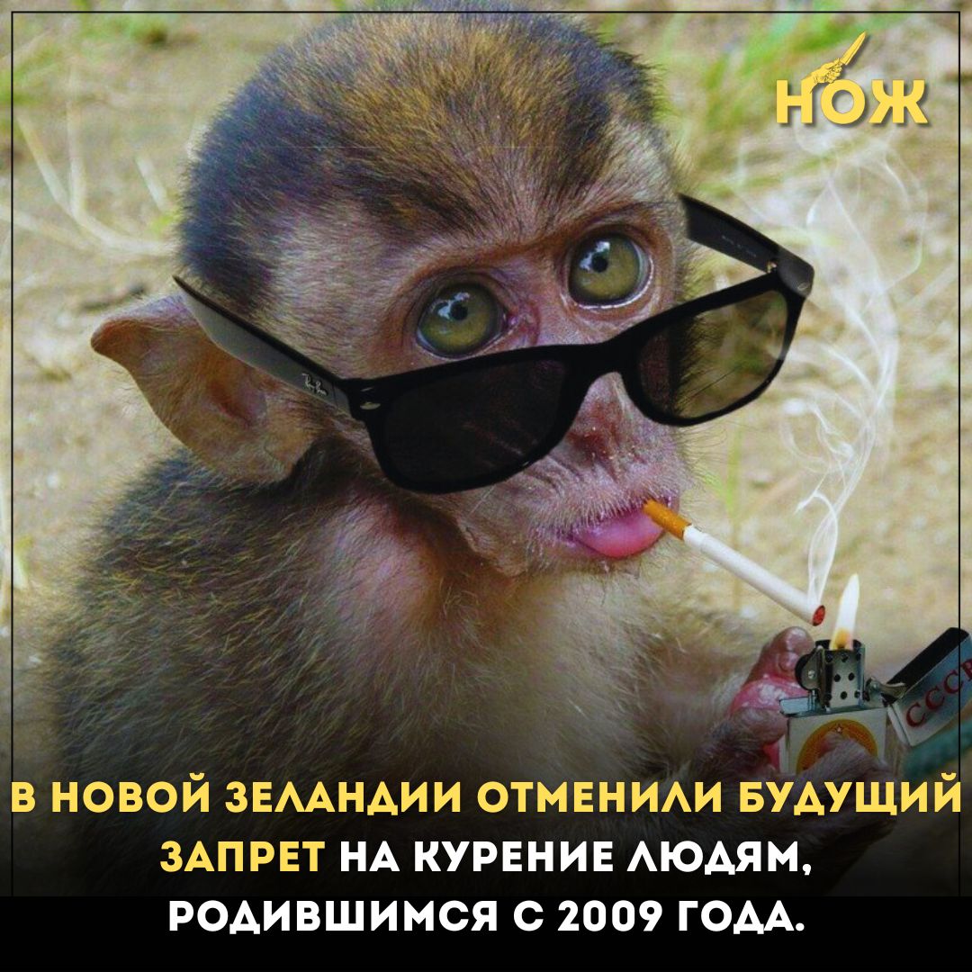 Фото Обезьяны С Пивом
