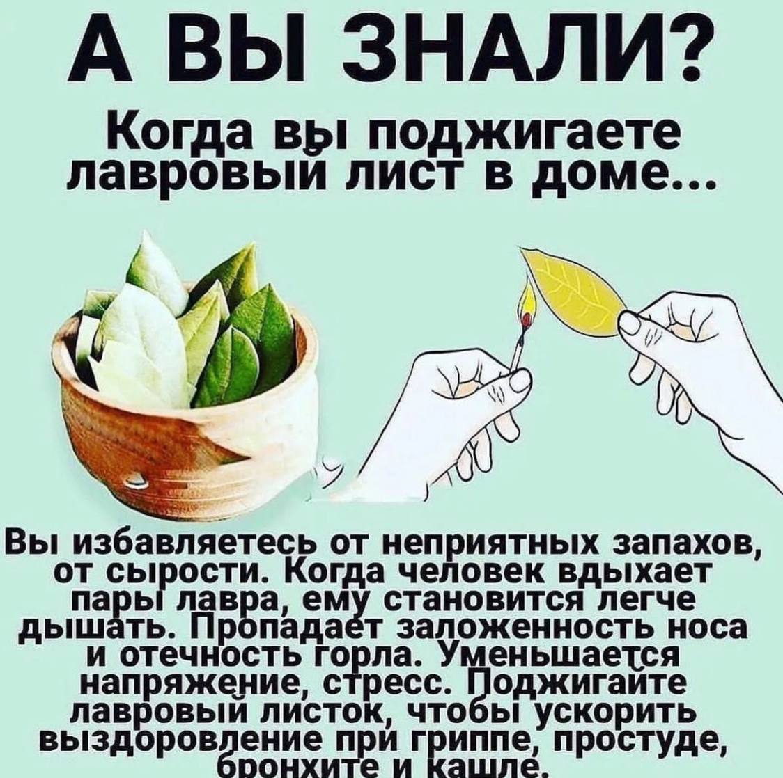 Для чего полезен лавровый лист. Полезен лавровый лист. Полезен лавровый лист. Чем полезен лавровый лист. Чем полезен лавровый лист.