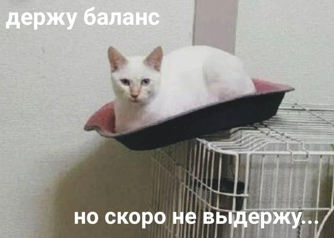 Держусь мем с котом