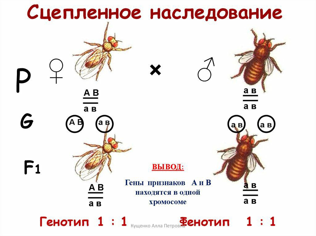 Признаки которые находятся в у хромосоме. Сцепленное наследование у дрозофилы. Схема неполного сцепленного наследования. Сцепленное наследование Морган дрозофила. Как понять когда сцепленное наследование.