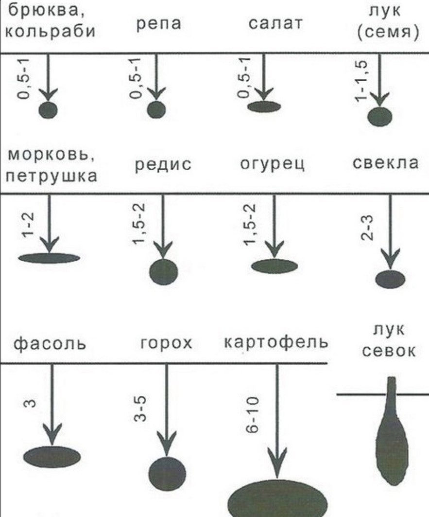 Температура для редиса. Схема посева редиса в открытом грунте. Посев свеклы в открытый грунт схемы. Схема посадки огурцов в открытый грунт. Огурцы посев в открытый грунт семенами схема