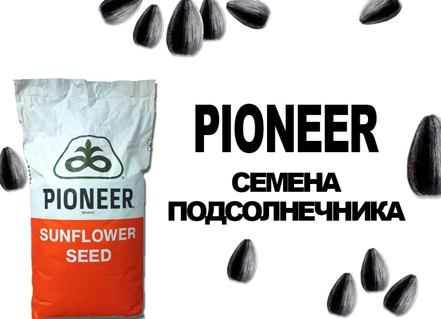 Семена Подсолнечника Pioneer Купить