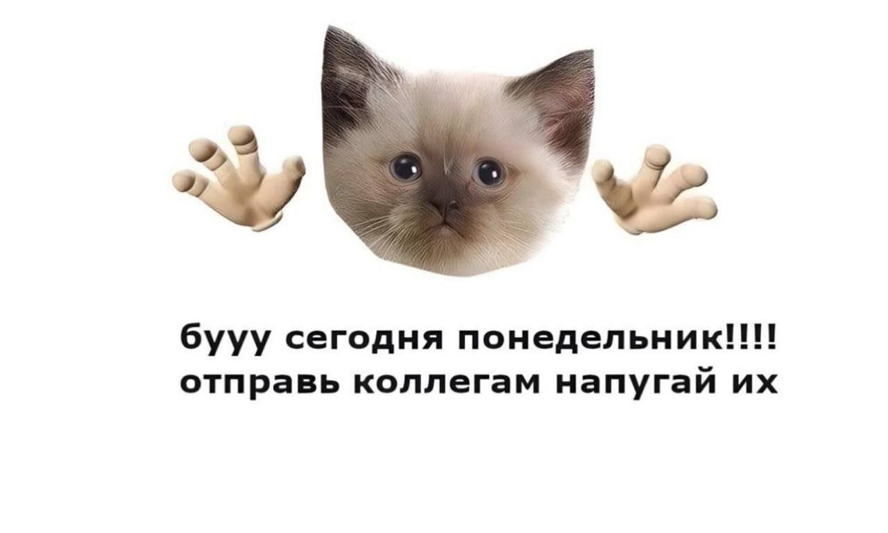 Бууу напугал. Котик Мем. Котенок пугает.