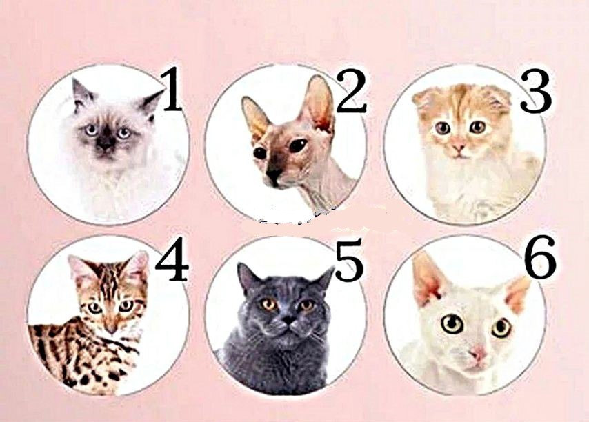 Выбери кошку. Тест выбери кота. Типы кошек. Психотипы кошек.