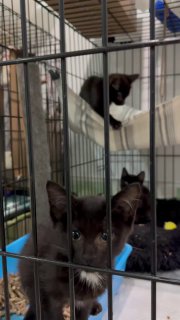 Кот и пес приют